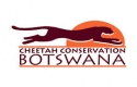 Cheetah Conservation Botswana